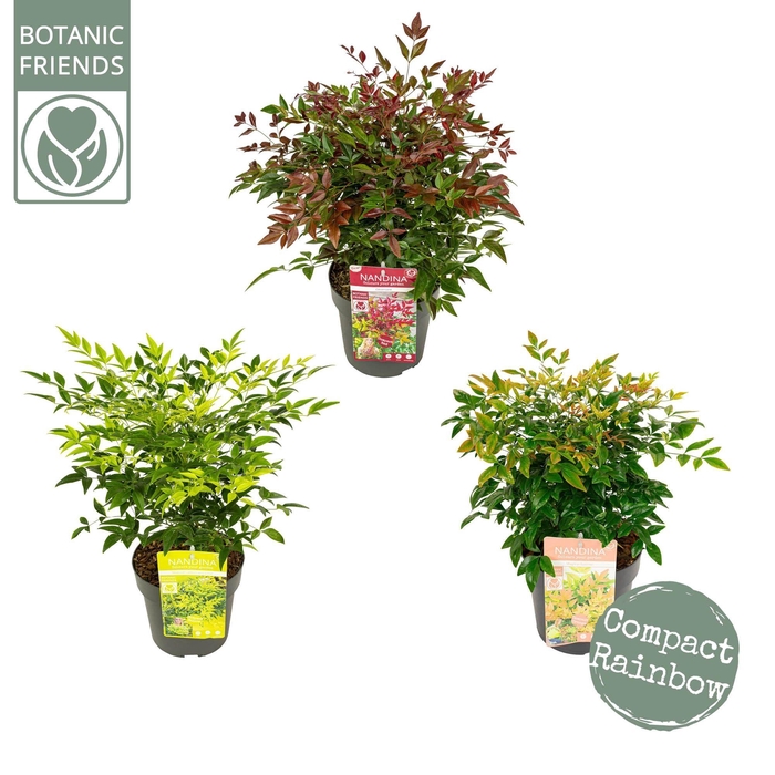 <h4>Nandina dom. Mix</h4>