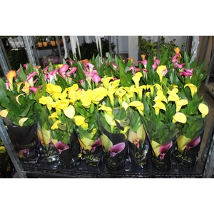CALLA COLORIDA P14 PREMIUM