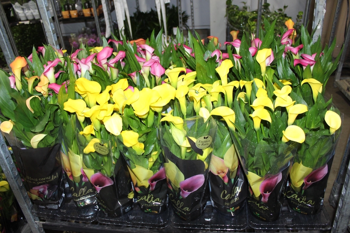 CALLA COLORIDA P14 PREMIUM