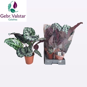 CALAT OV