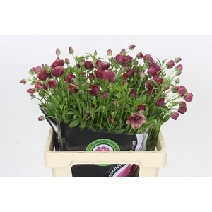 Ranunculus Magical Blush