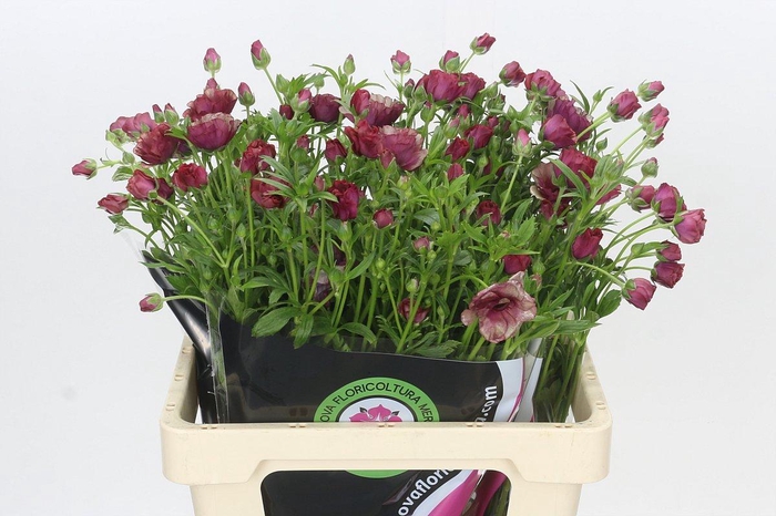 <h4>Ranunculus Magical Blush</h4>