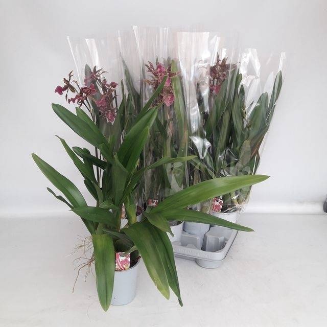<h4>BRASSIA SUMMER DREAM</h4>