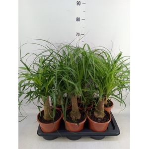 Beaucarnea recurvata