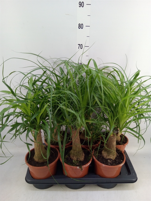 <h4>Beaucarnea recurvata</h4>
