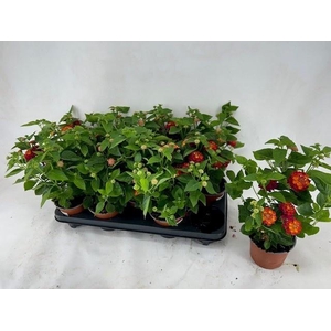 LANT C HAVANA RED