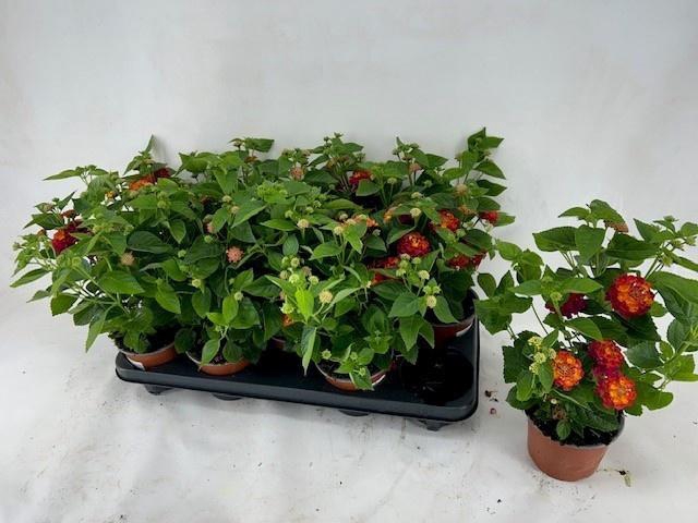 <h4>LANT C HAVANA RED</h4>