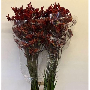 Anigoz Early Spring 110 Cm Super