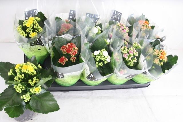 <h4>KAL GE GEM 5 KL</h4>