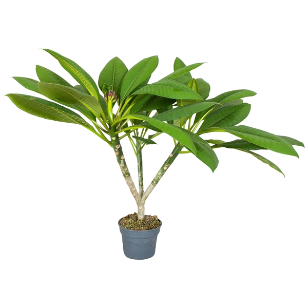 <h4>Plumeria Hawaiian Mix 2/3 vertakt</h4>