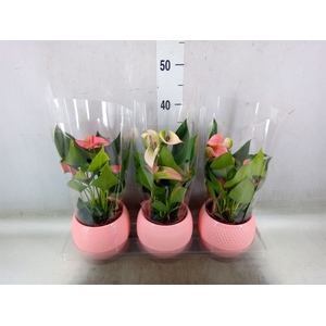Anthurium   ...mix