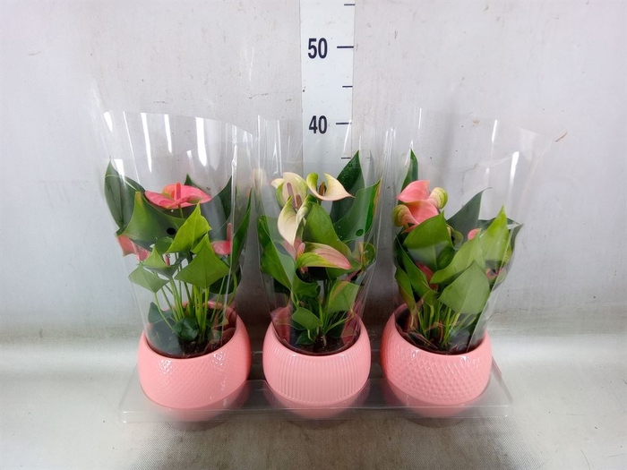 <h4>Anthurium   ...mix</h4>