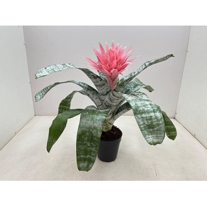 Aechmea fasciata 'Primera'