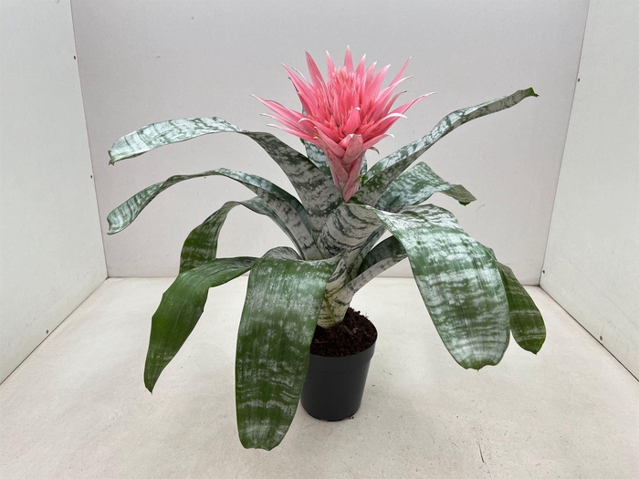 <h4>Aechmea fasciata 'Primera'</h4>