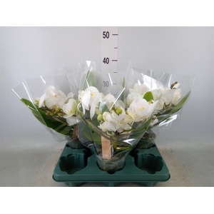Phalaenopsis  'Muse White'