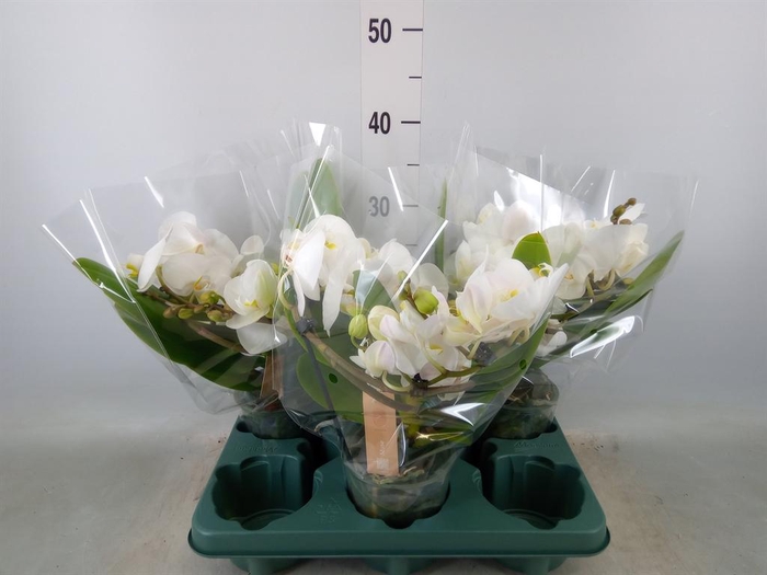 <h4>Phalaenopsis 'Muse White'</h4>