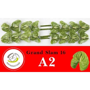 Anthurium Grand Slam