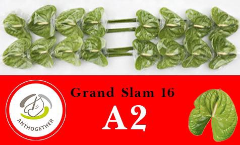 <h4>Anthurium Grand Slam</h4>