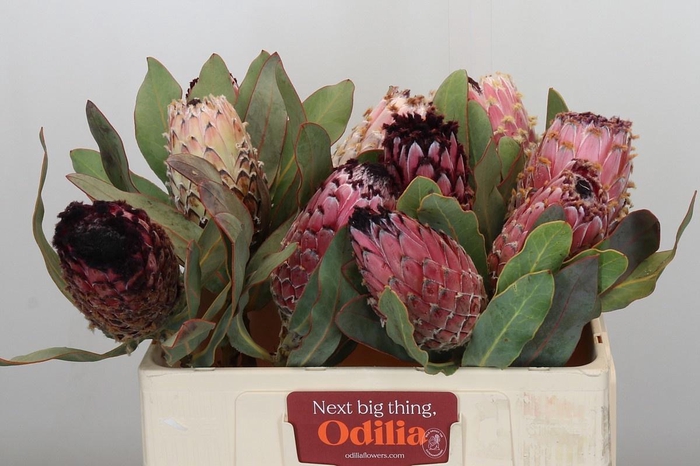 <h4>PROTEA MAGNIFICA</h4>