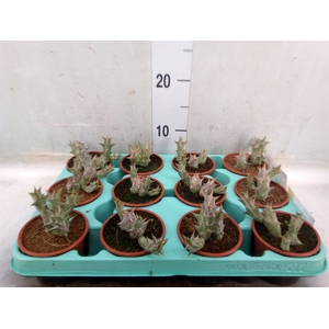 Succulents   ...