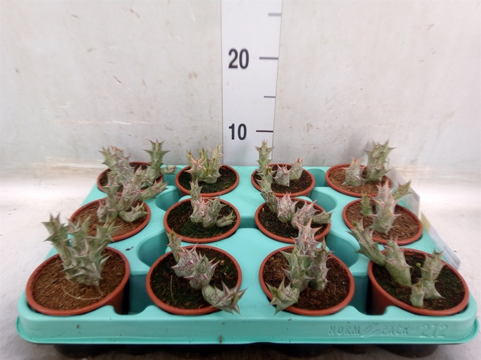 <h4>Succulents   ...</h4>