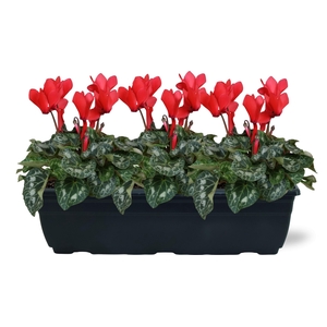 Cyclamen rood trio balkonbak 40cm