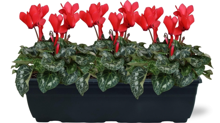 <h4>Cyclamen rood trio balkonbak 40cm</h4>