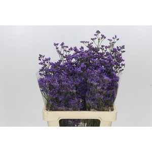 Limonium Maine Blue