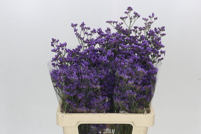 <h4>Limonium Maine Blue</h4>