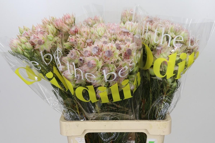 <h4>Blushing Bride Bridal Pink</h4>
