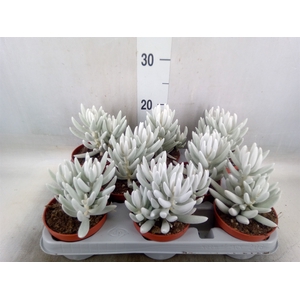 Senecio   ...