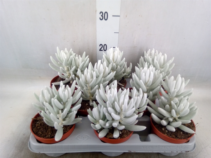 <h4>Senecio   ...</h4>