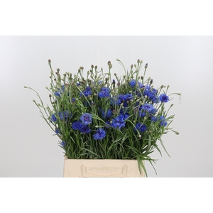 Centaurea
