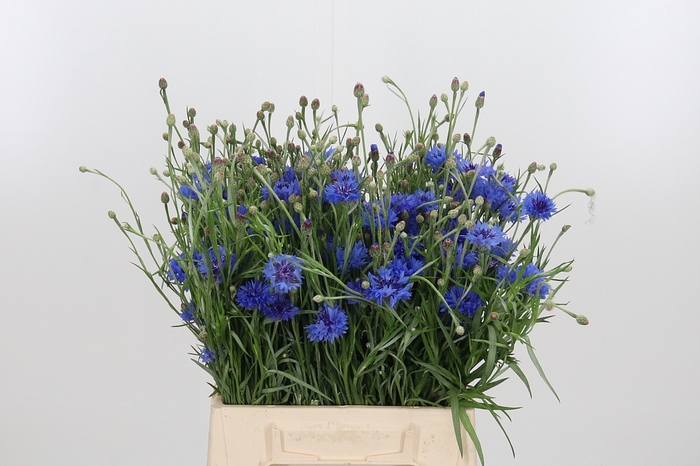 <h4>Centaurea</h4>