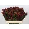 Leucadendron Safari Sunset