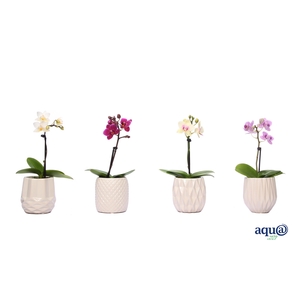 Dolomite Mix Tiny Dolls Mix 1T7+ Aqu@