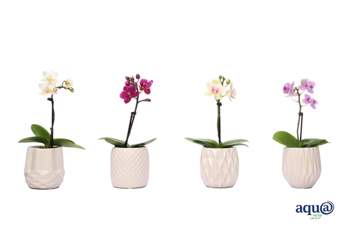 <h4>Dolomite Mix Tiny Dolls Mix 1T7+ Aqu@</h4>