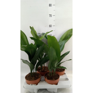 Aspidistra elat.