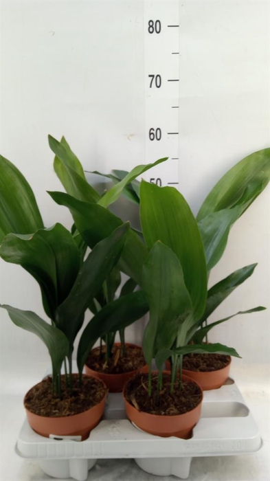 <h4>Aspidistra elat.</h4>