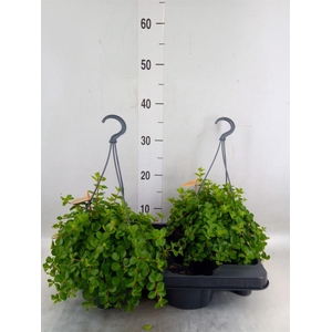 Peperomia rotundifolia