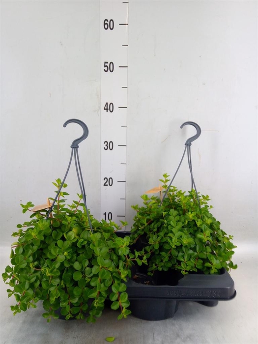 <h4>Peperomia rotundifolia</h4>