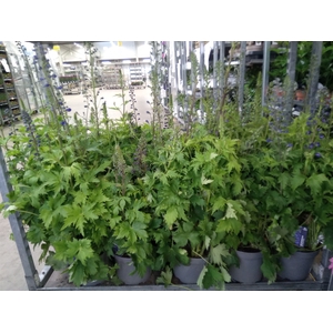 Delphinium el. 'PacG MagicFountian'