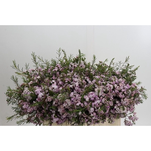 Chamelaucium Dancing Queen