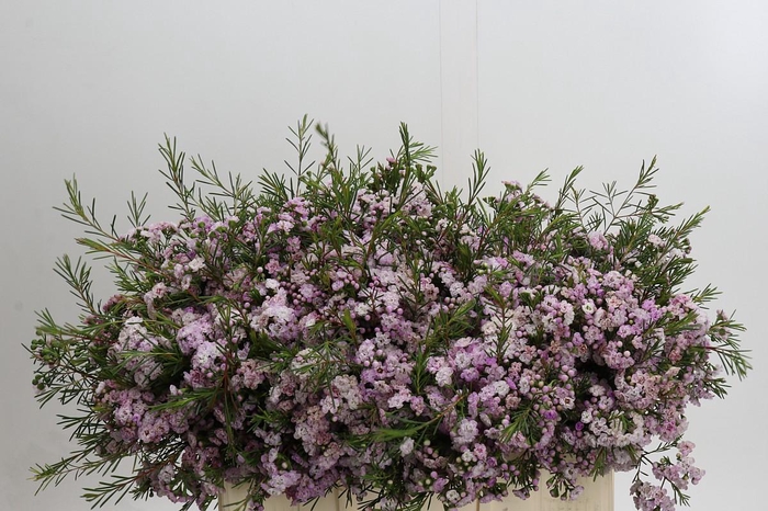 <h4>Chamelaucium Dancing Queen</h4>