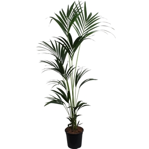 HOWEA FORSTERIANA