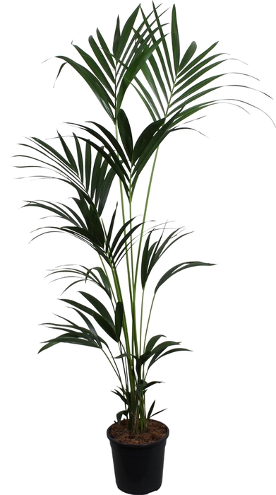 <h4>HOWEA FORSTERIANA</h4>