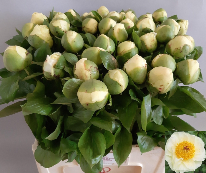 <h4>PAEO LEMON CHIFFON</h4>