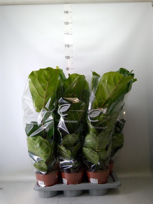 <h4>Ficus lyrata</h4>