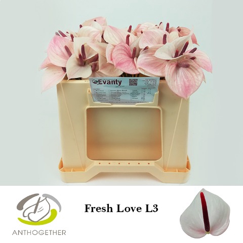 <h4>ANTH A FRESH LOVE 60 L3</h4>