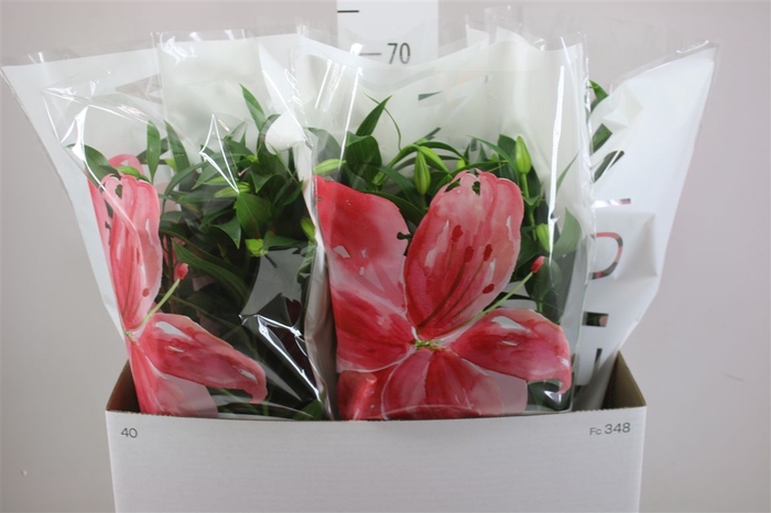 <h4>Lil Or Helvetia 6pp White</h4>